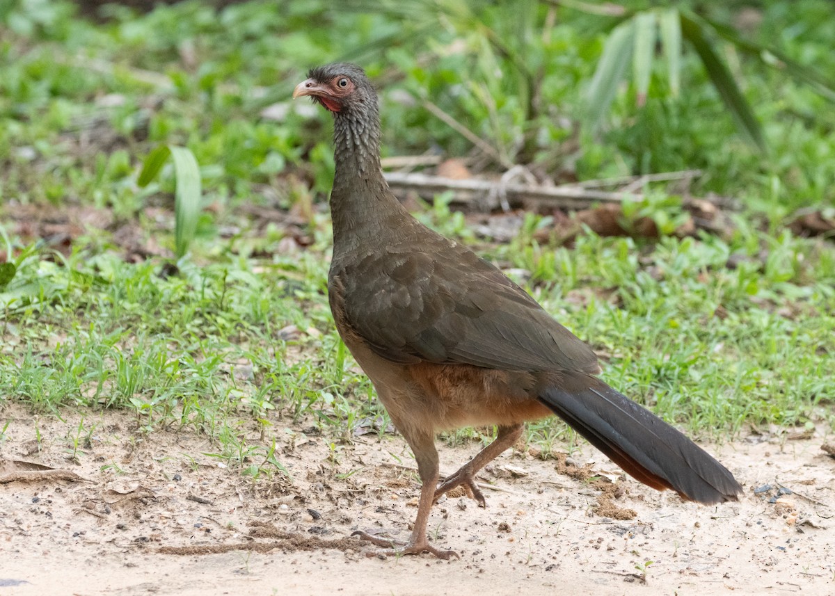 Chaco Chachalaca - Silvia Faustino Linhares