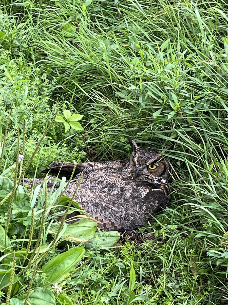 Great Horned Owl - ML612762710