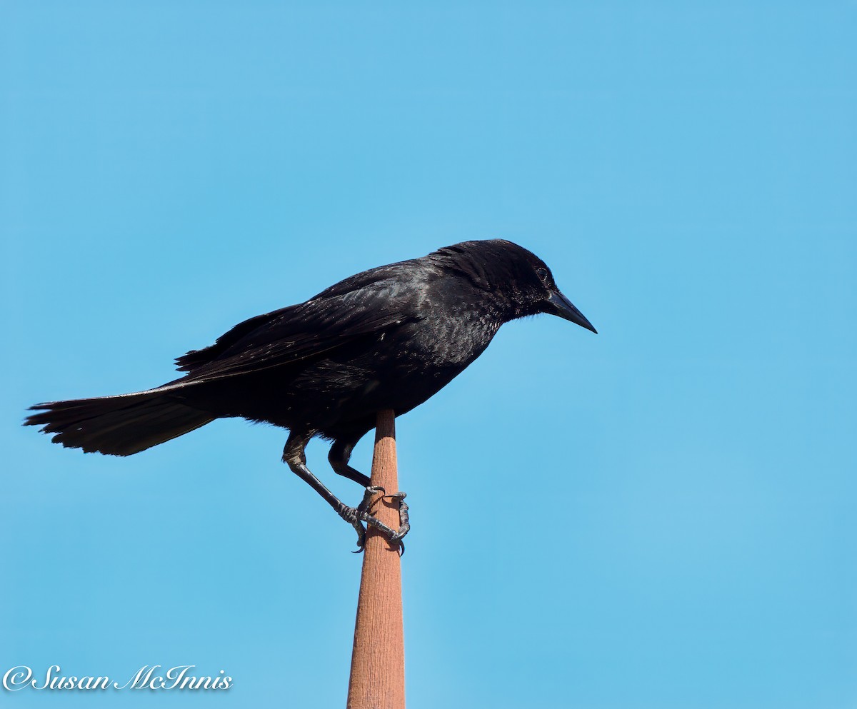 Austral Blackbird - Susan Mac