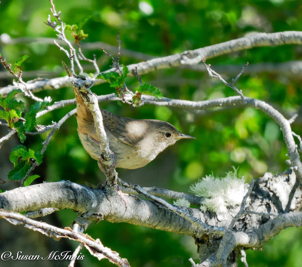 House Wren - ML612762744