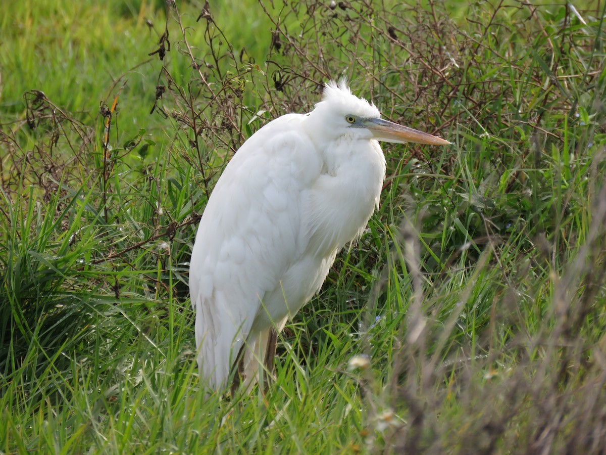 Grand Héron (occidentalis) - ML612762770