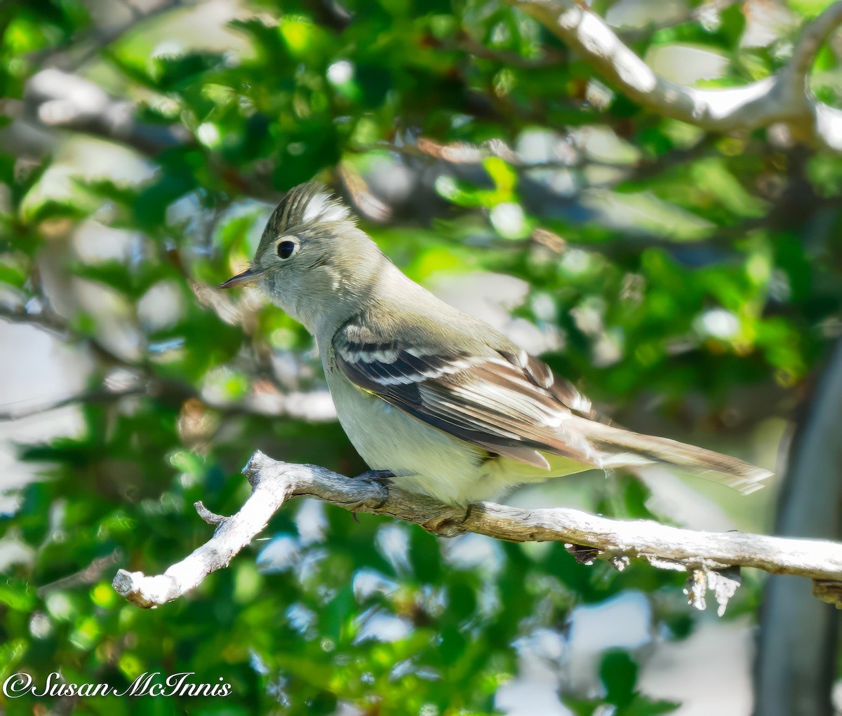 White-crested Elaenia (Chilean) - Susan Mac