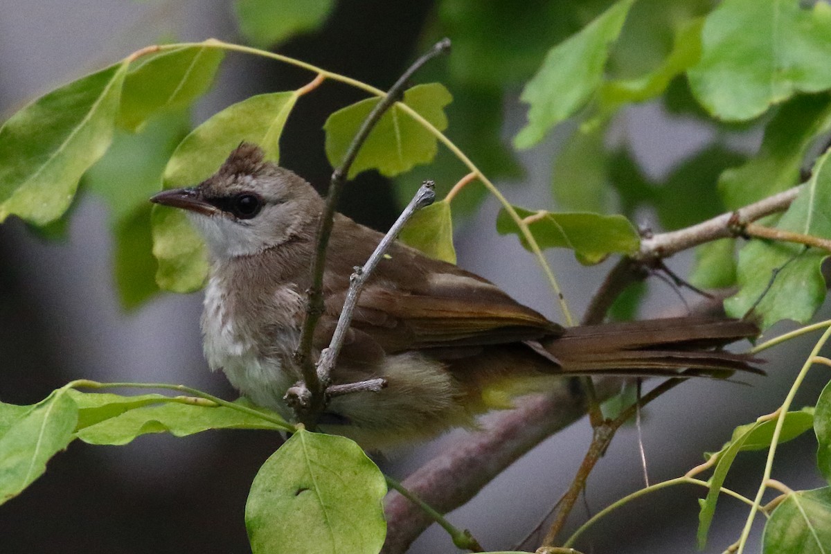 Yellow-vented Bulbul - ML612762809