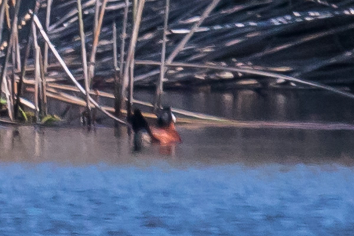 Ruddy Duck - ML61276281