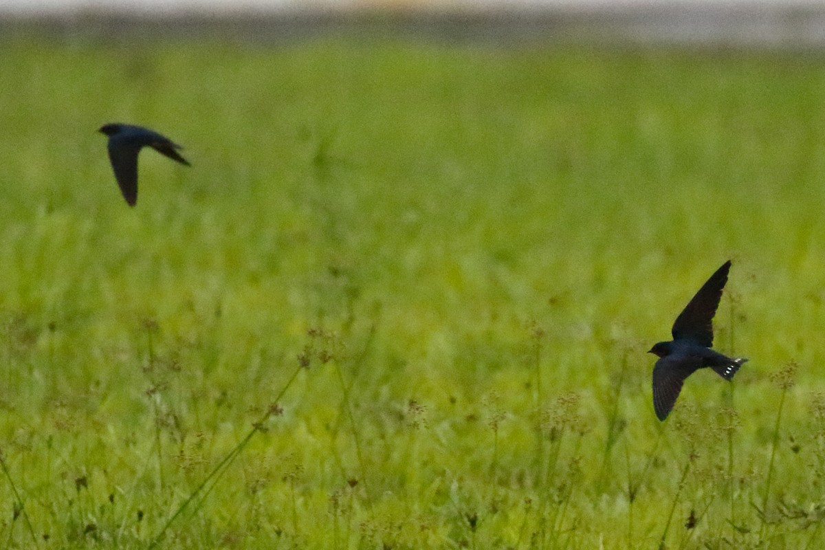 Pacific Swallow - ML612762810