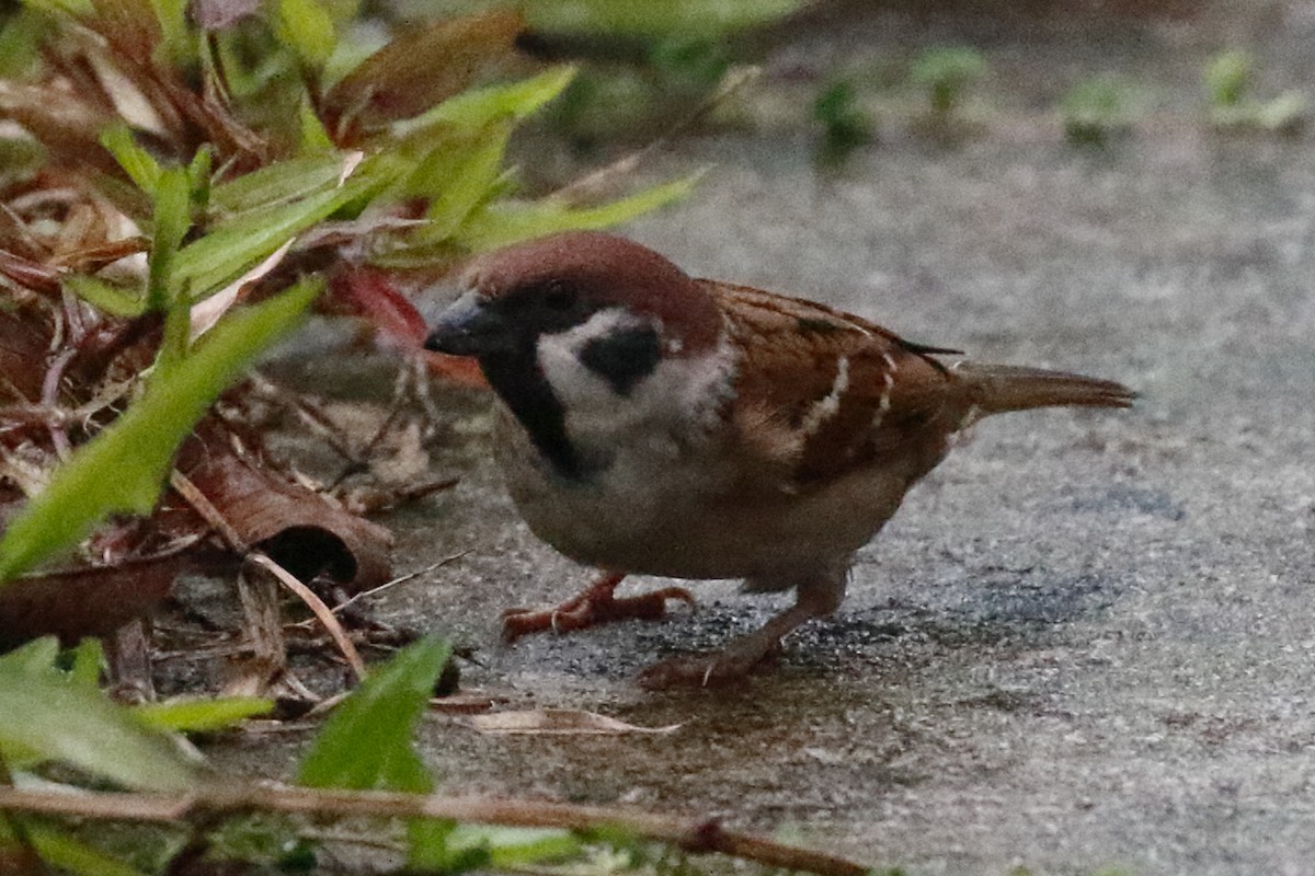 Eurasian Tree Sparrow - ML612762814