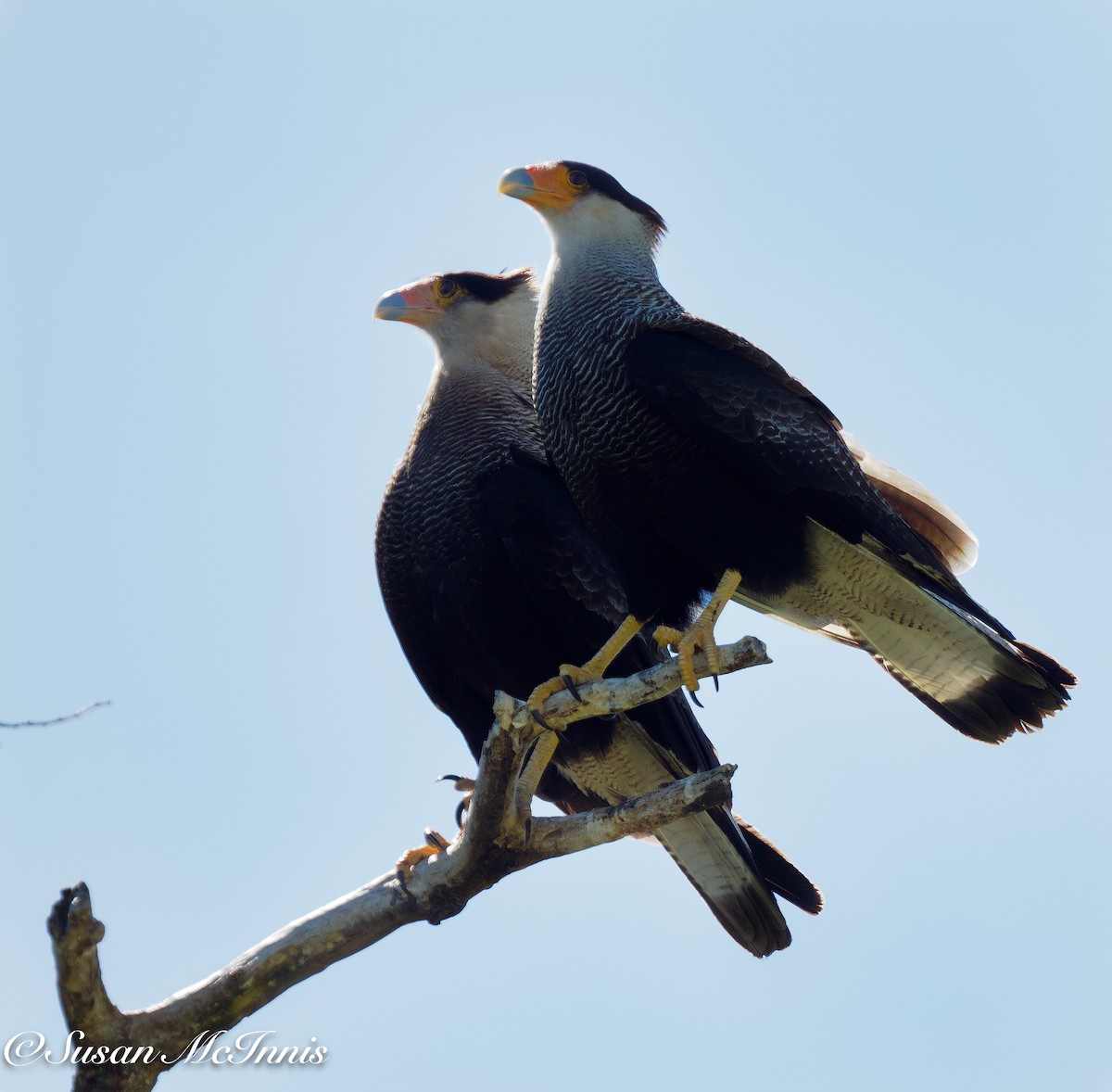 Crested Caracara (Southern) - ML612762837