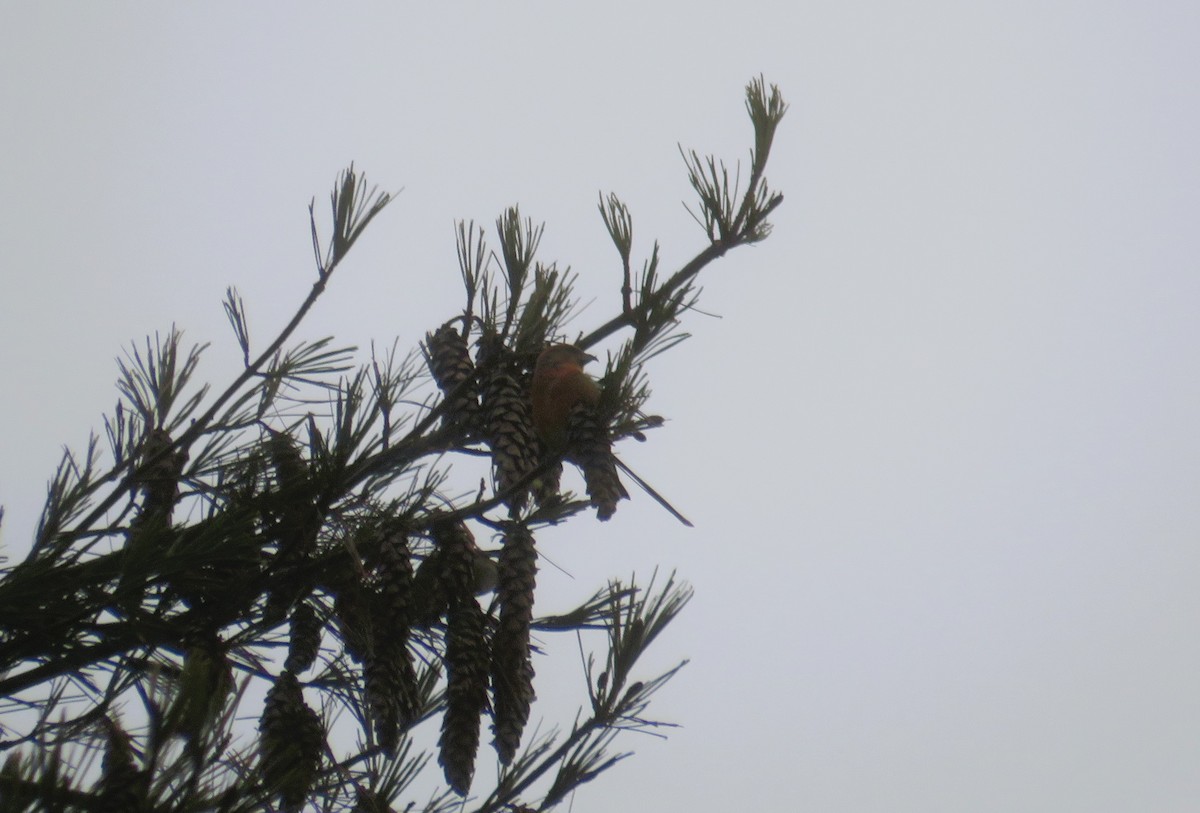 Red Crossbill - John Haas