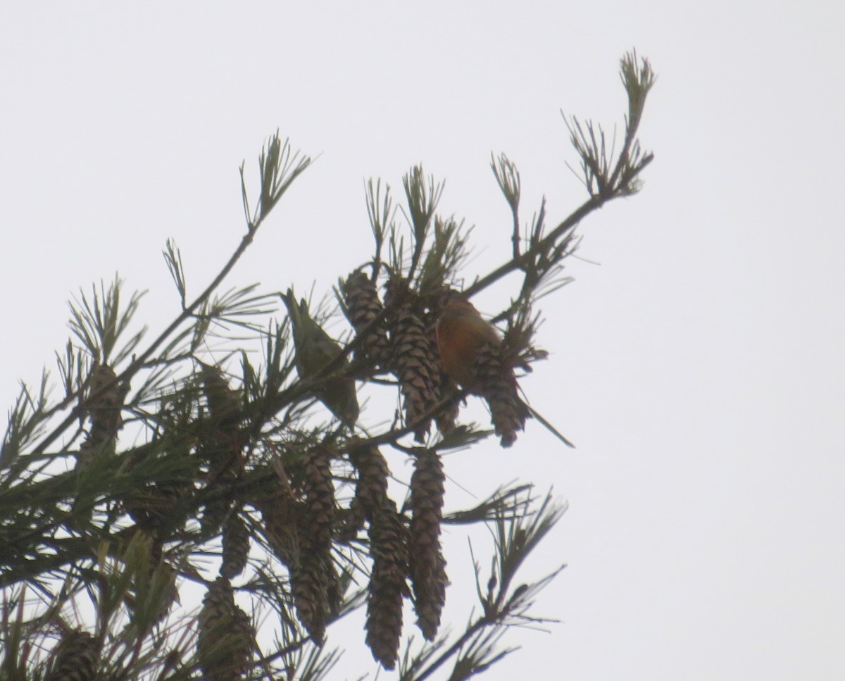 Red Crossbill - John Haas