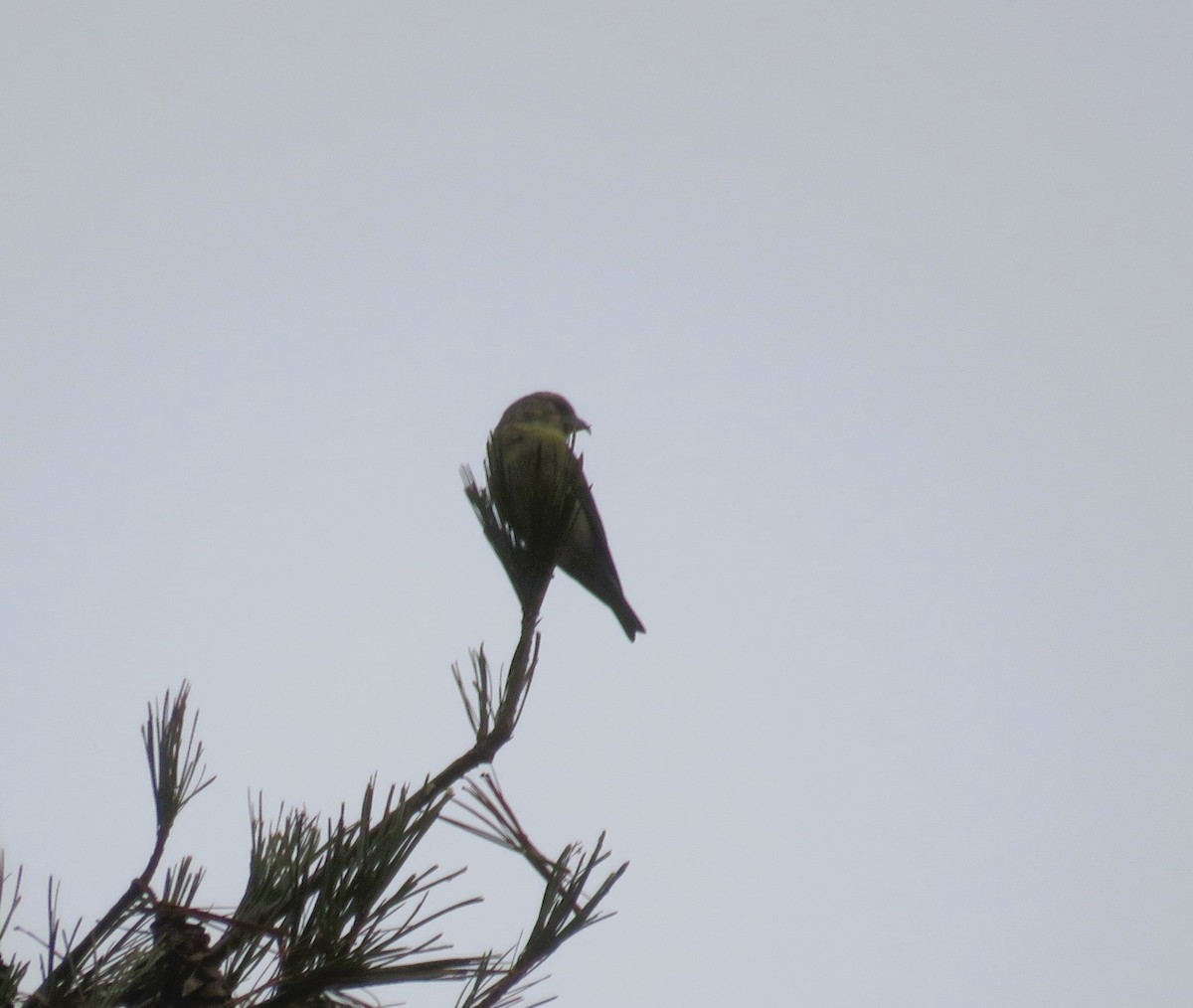 Red Crossbill - John Haas