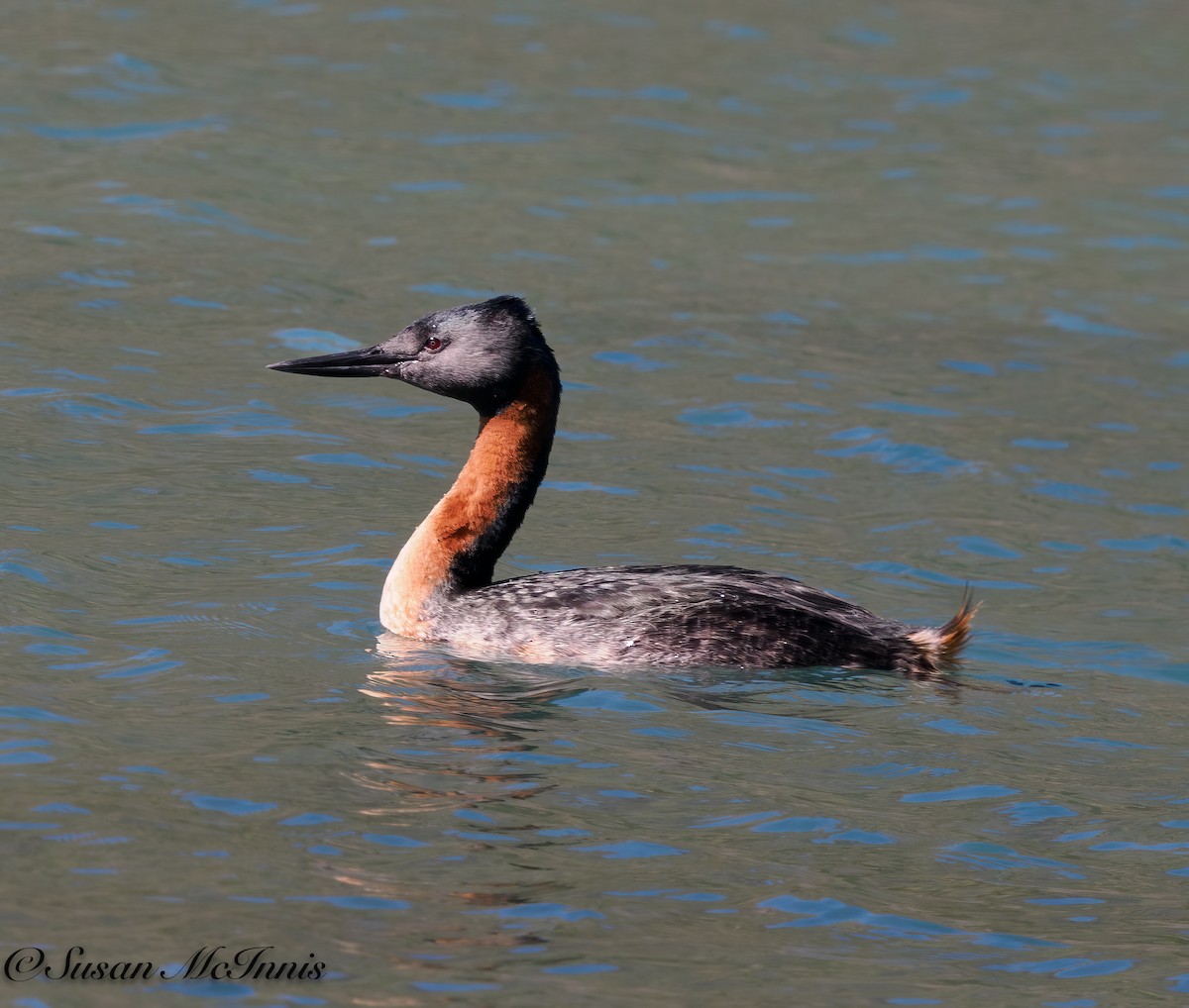 Great Grebe - Susan Mac