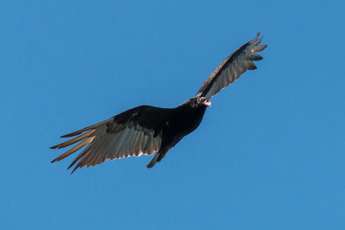 Turkey Vulture (Northern) - Carolyn Belknap