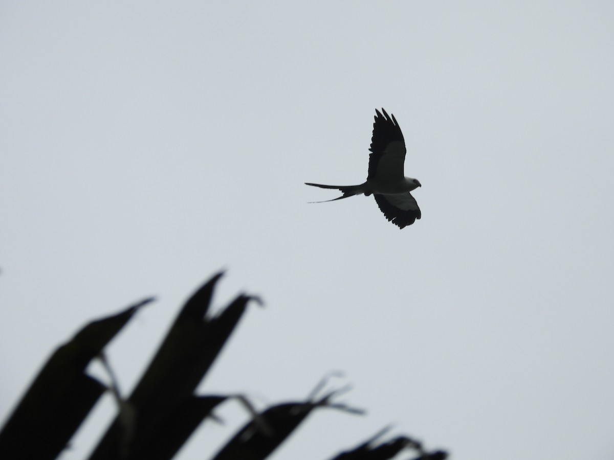 Swallow-tailed Kite - ML612763037