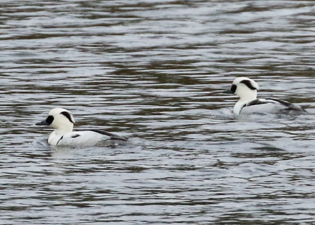 Smew - Robert Hugo Reijm