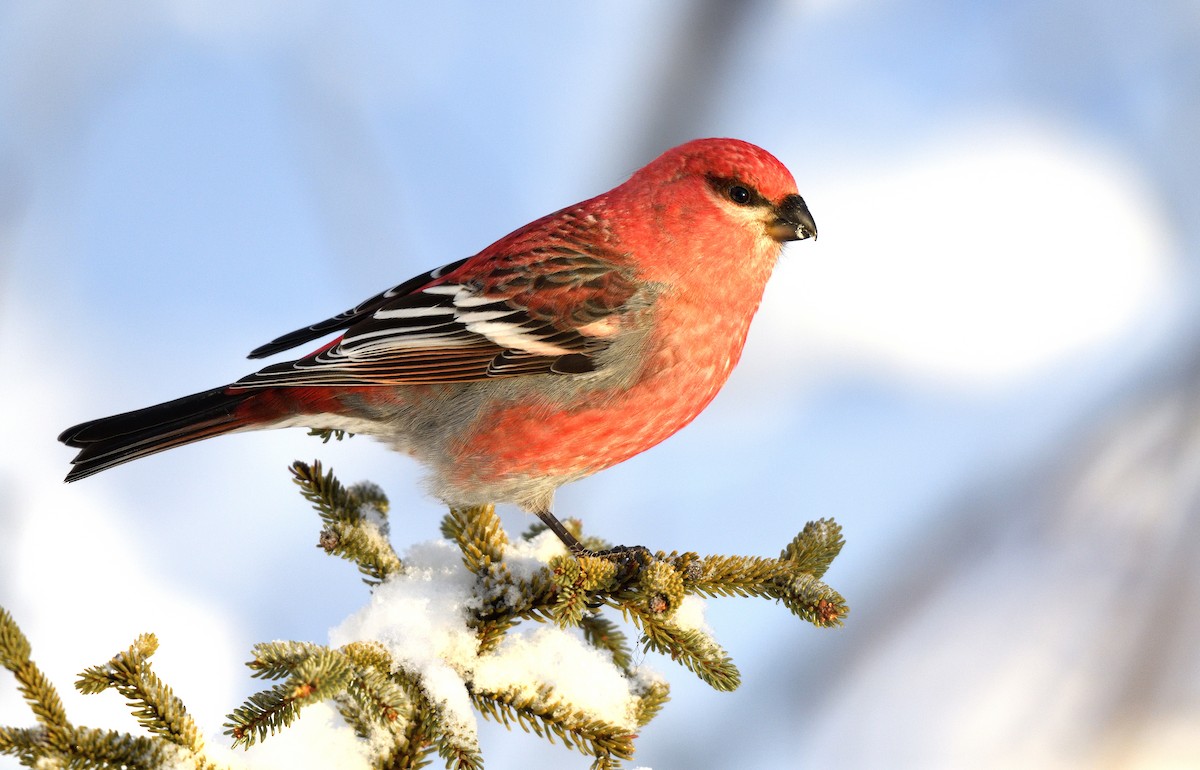 Pine Grosbeak - Timothy Piranian