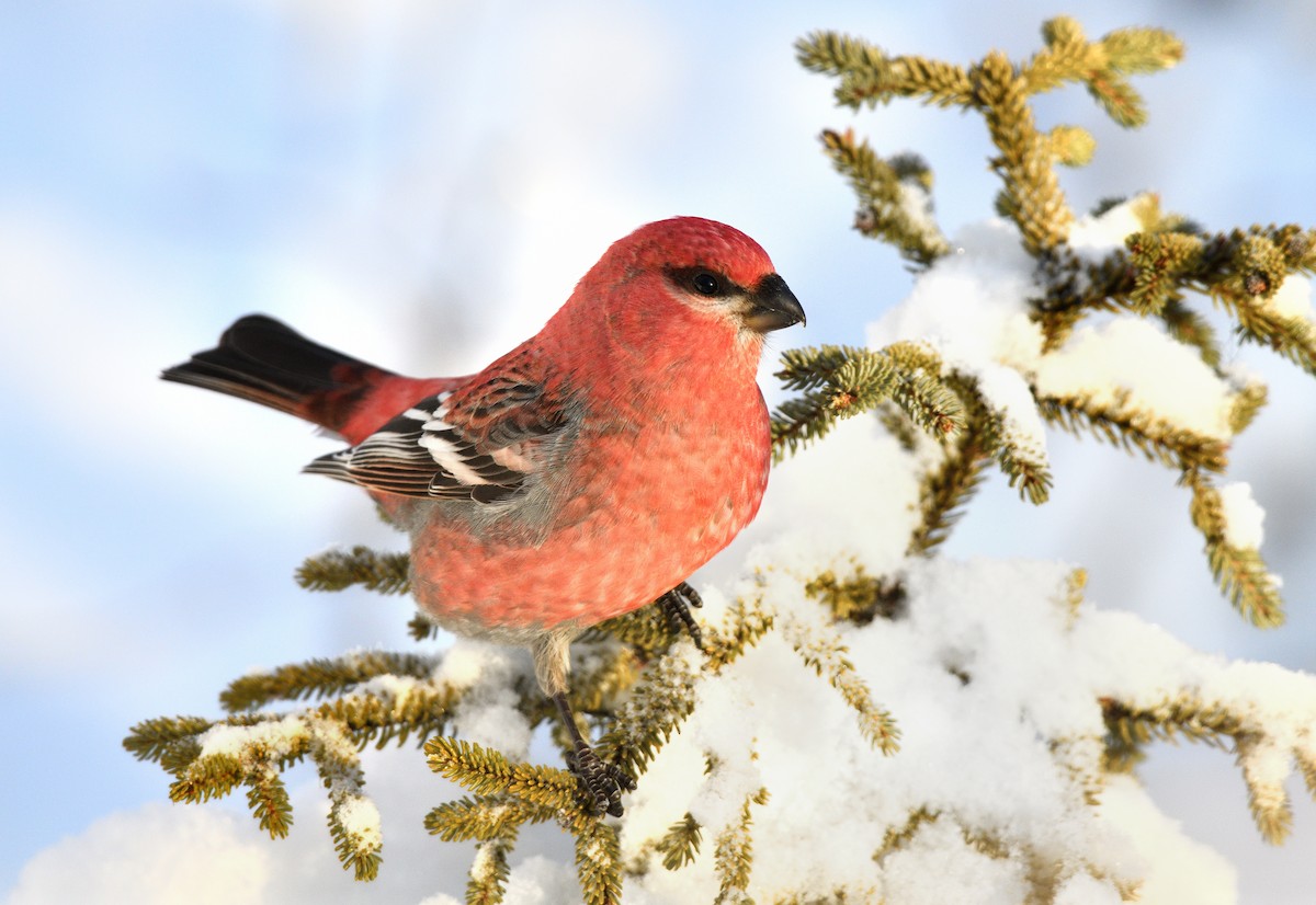 Pine Grosbeak - Timothy Piranian