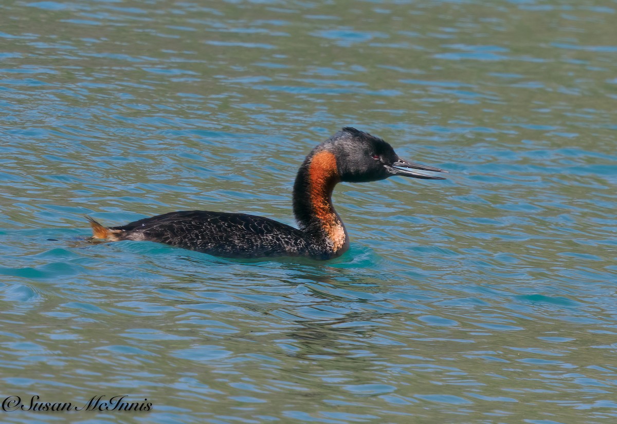 Great Grebe - Susan Mac