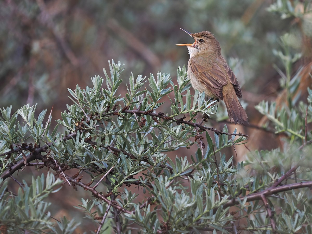 Large-billed Reed Warbler - ML612763097