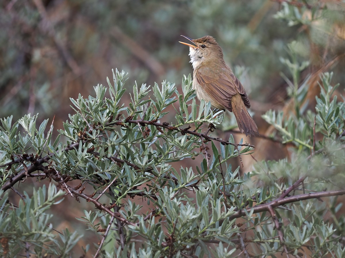 Large-billed Reed Warbler - ML612763099