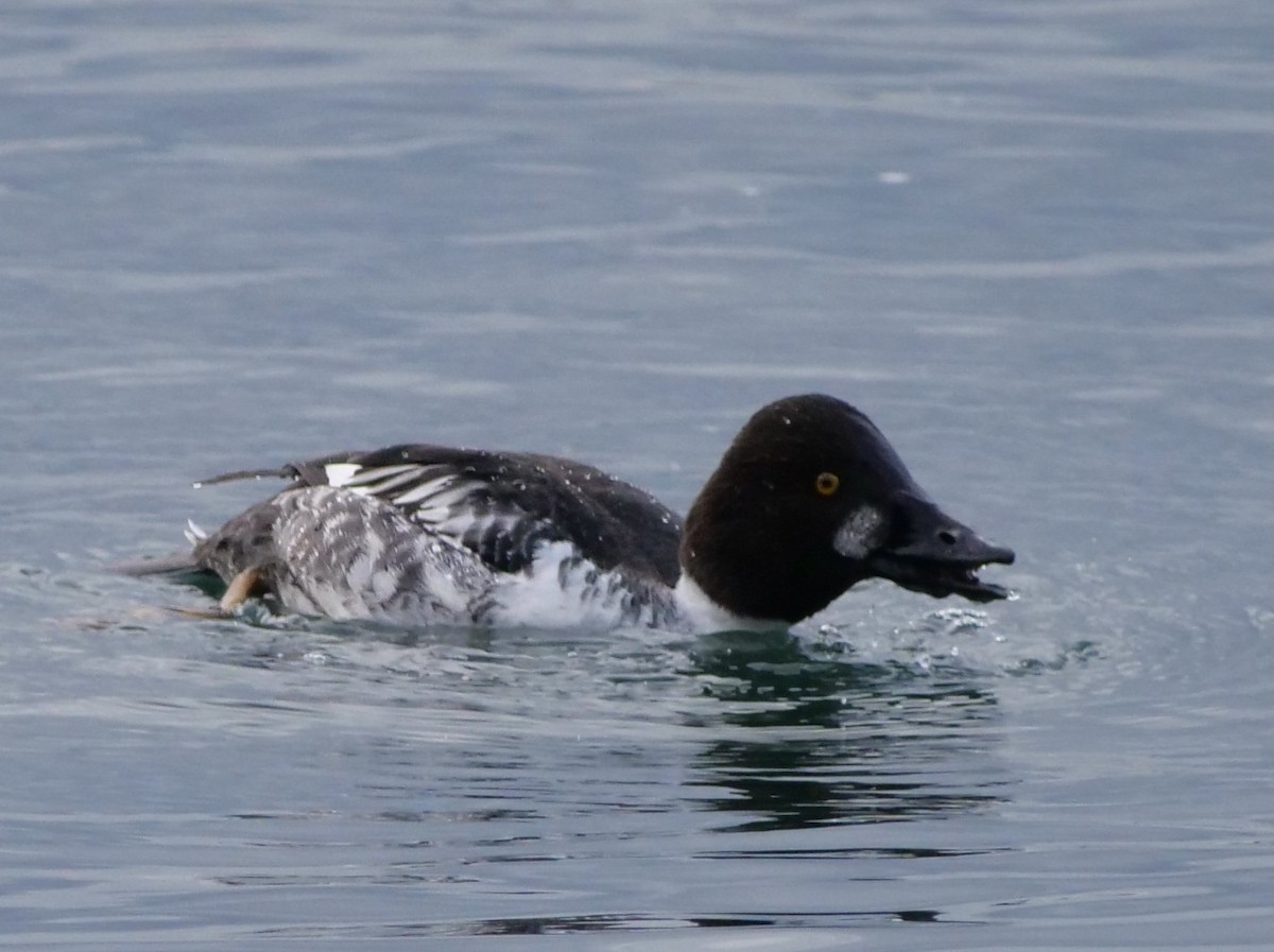 Common/Barrow's Goldeneye - ML612763107