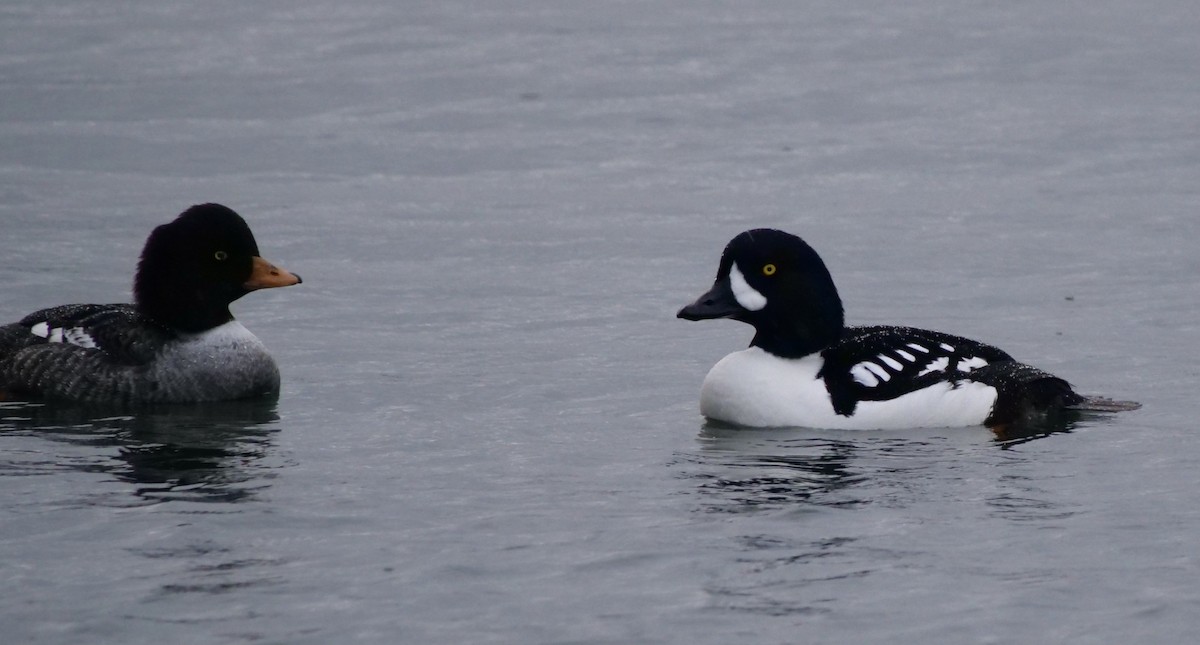 Barrow's Goldeneye - ML612763122