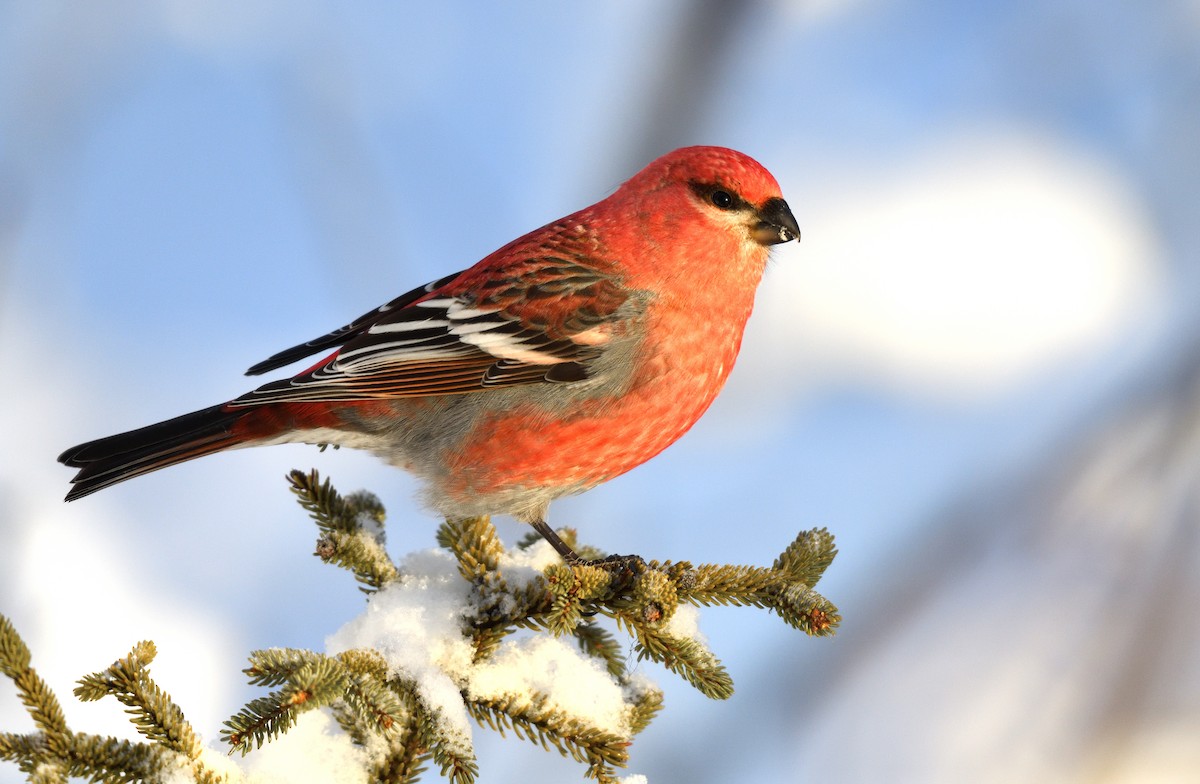 Pine Grosbeak - Timothy Piranian