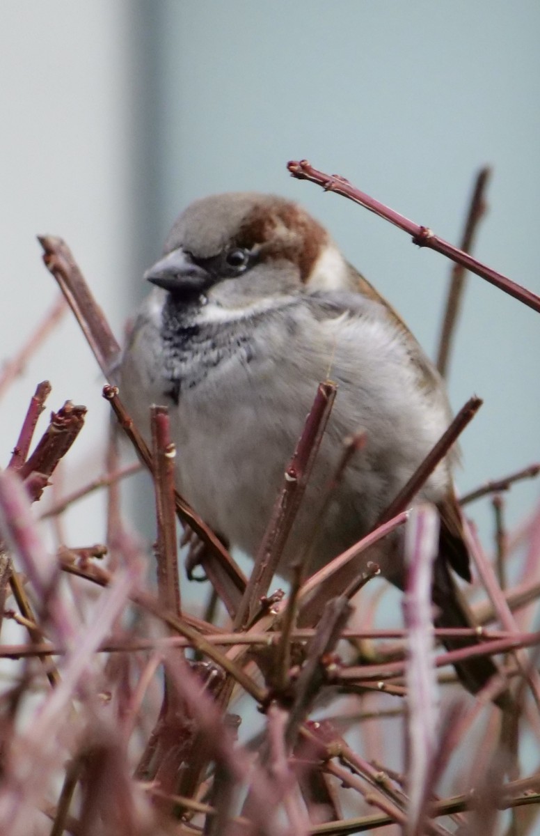 House Sparrow - ML612763149