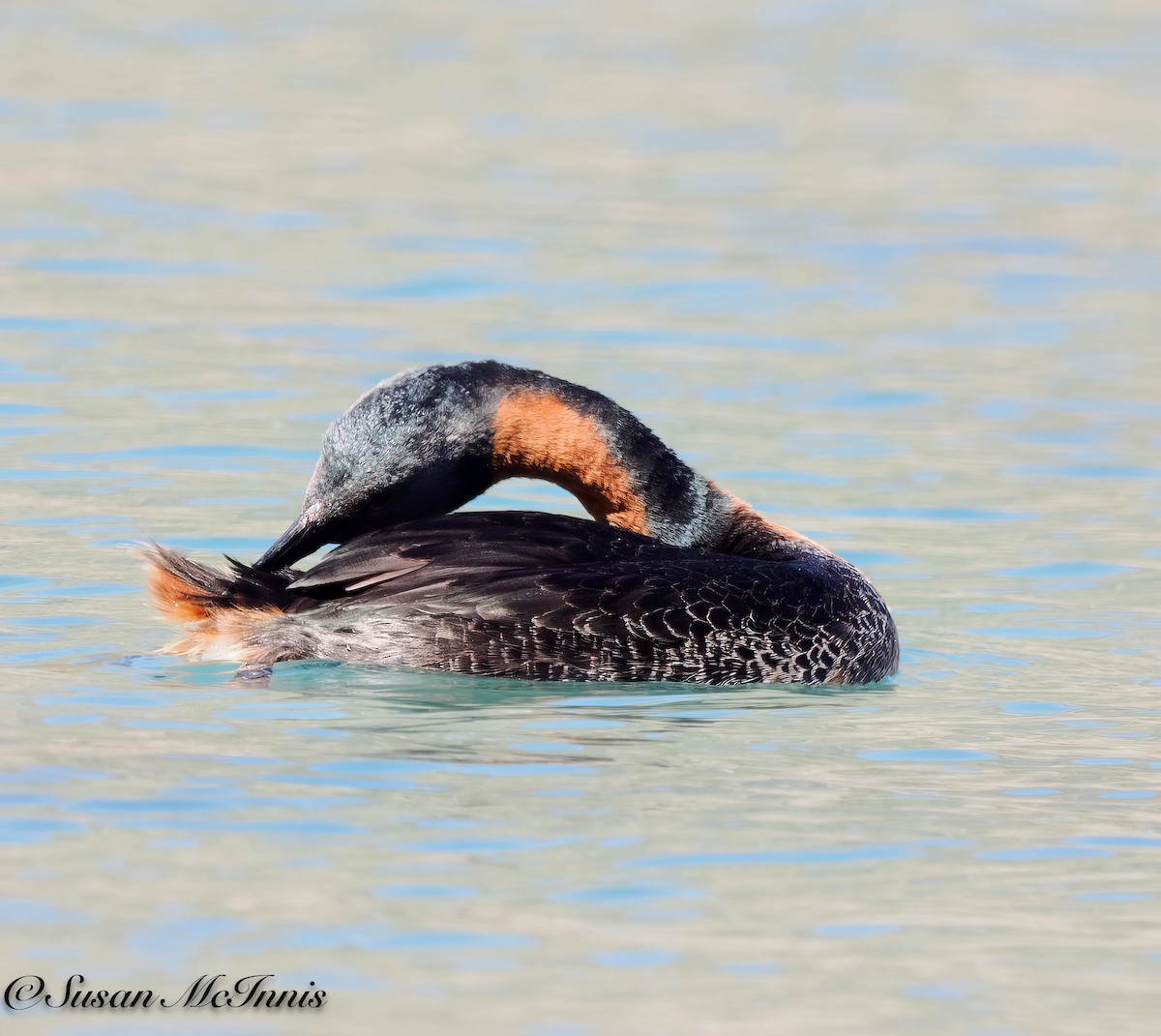 Great Grebe - Susan Mac