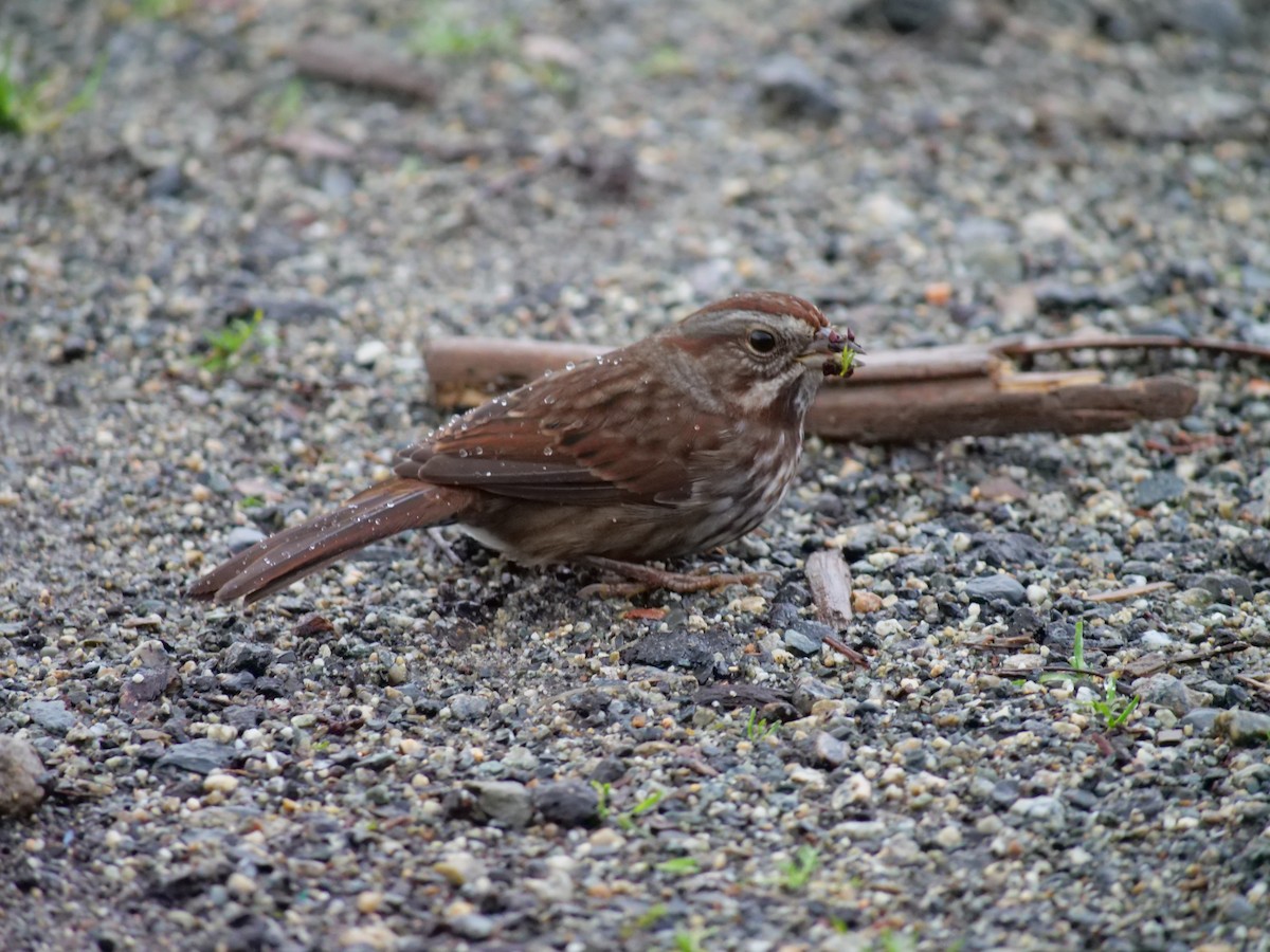 Song Sparrow - ML612763154