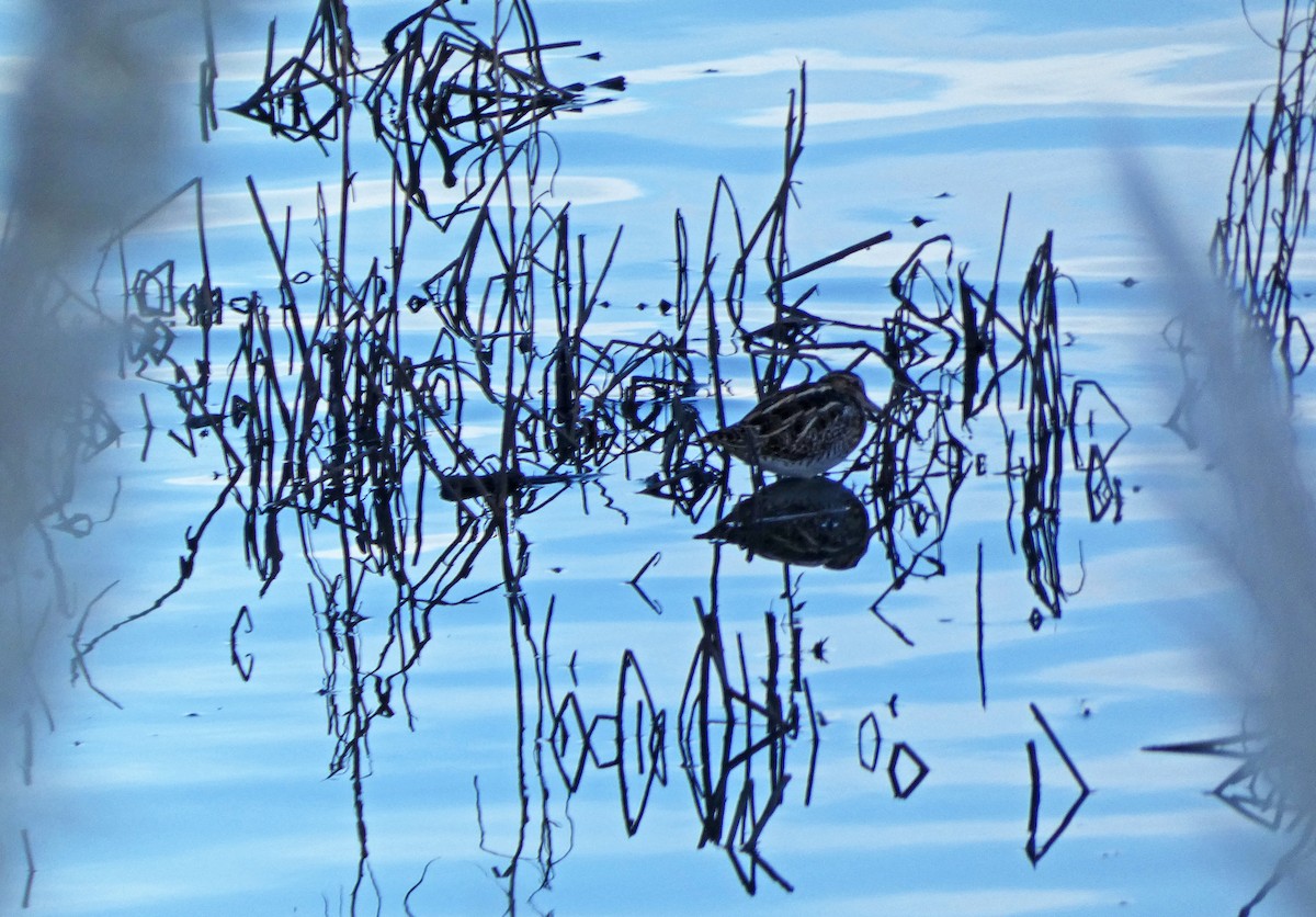 Common Snipe - Francisco Javier Calvo lesmes