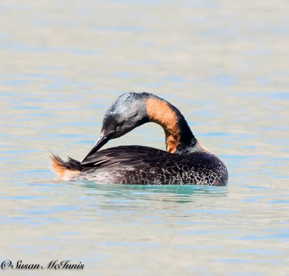 Great Grebe - Susan Mac