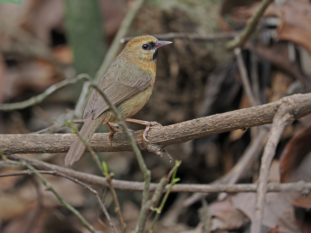 Black-chinned Babbler - James Eaton