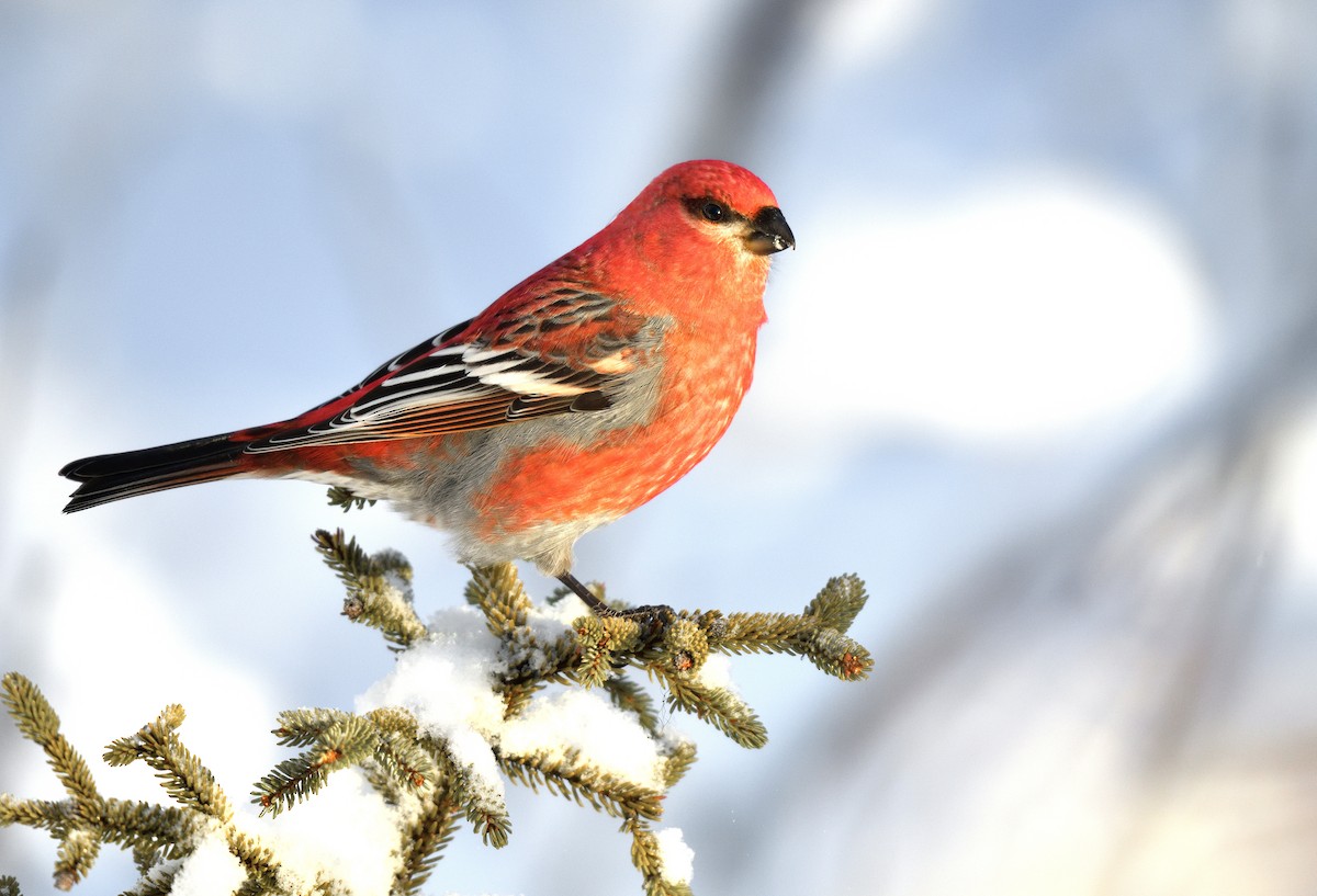 Pine Grosbeak - Timothy Piranian