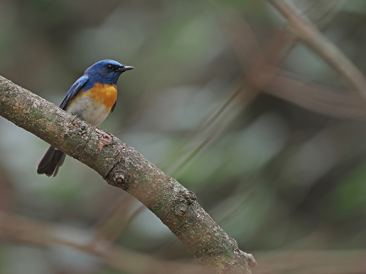 Blue-throated Flycatcher - ML612763237