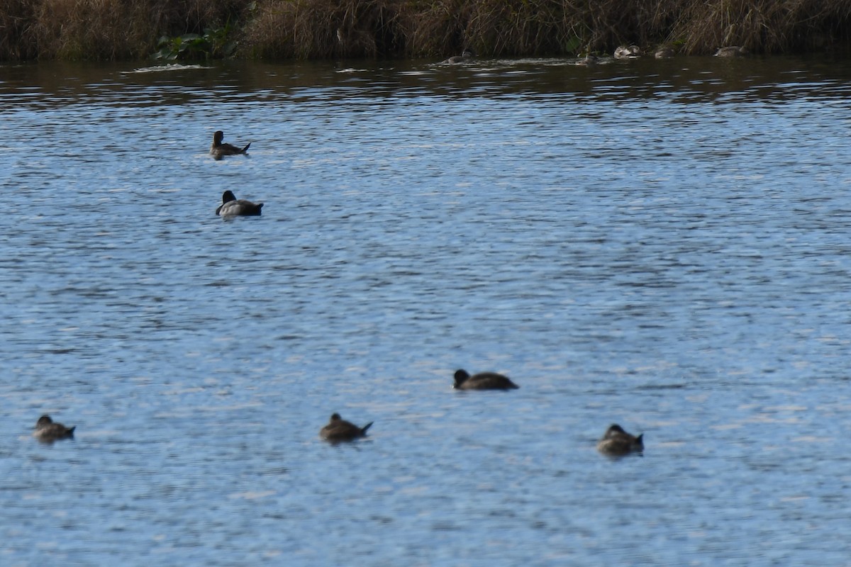 Ruddy Duck - ML612763270