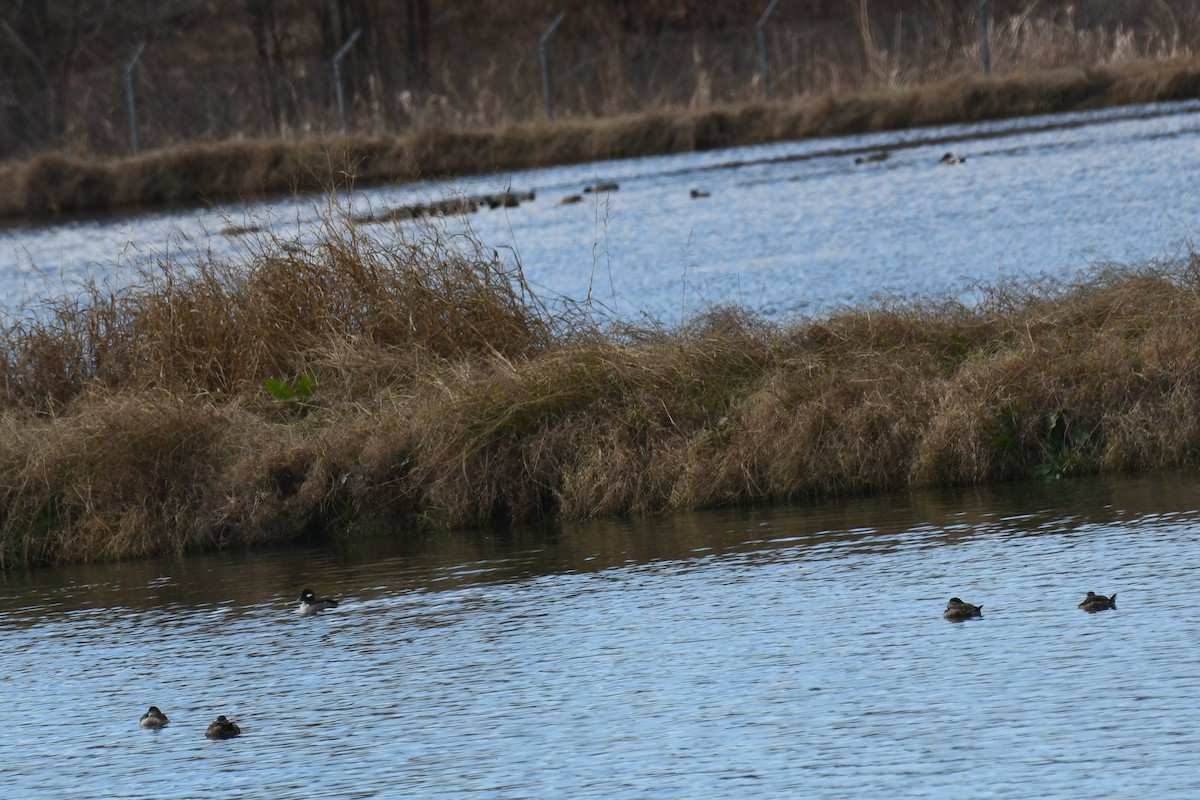 Ruddy Duck - ML612763271