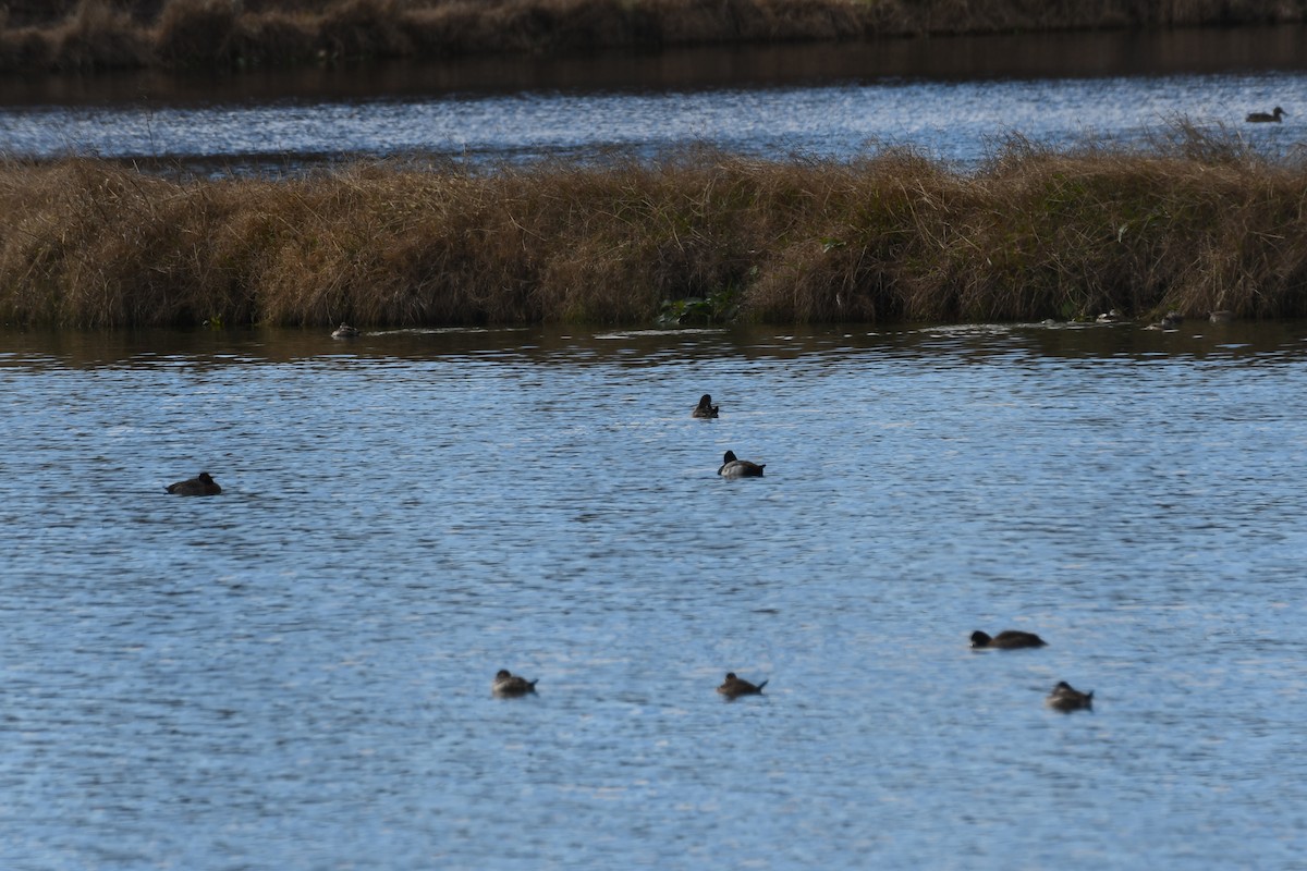 Ruddy Duck - ML612763272