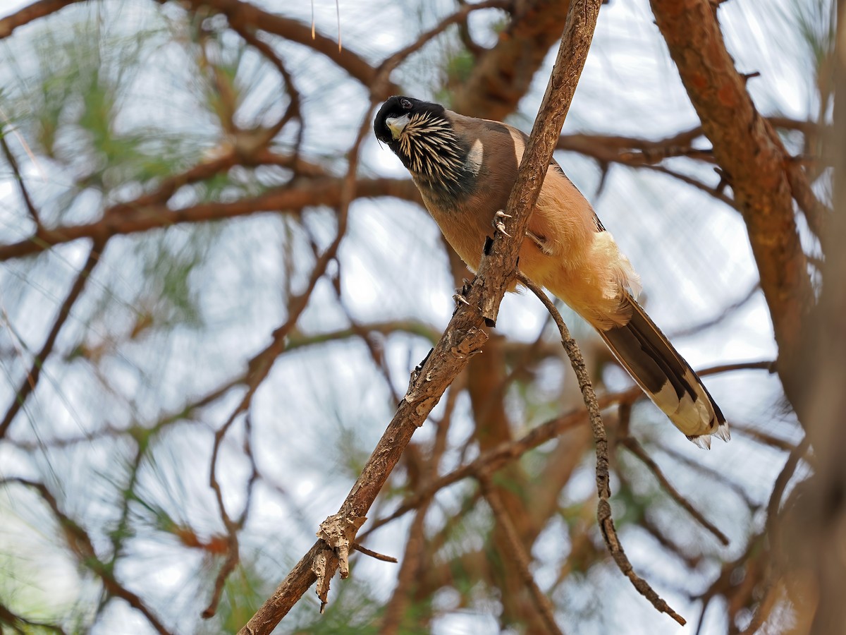 Black-headed Jay - ML612763294