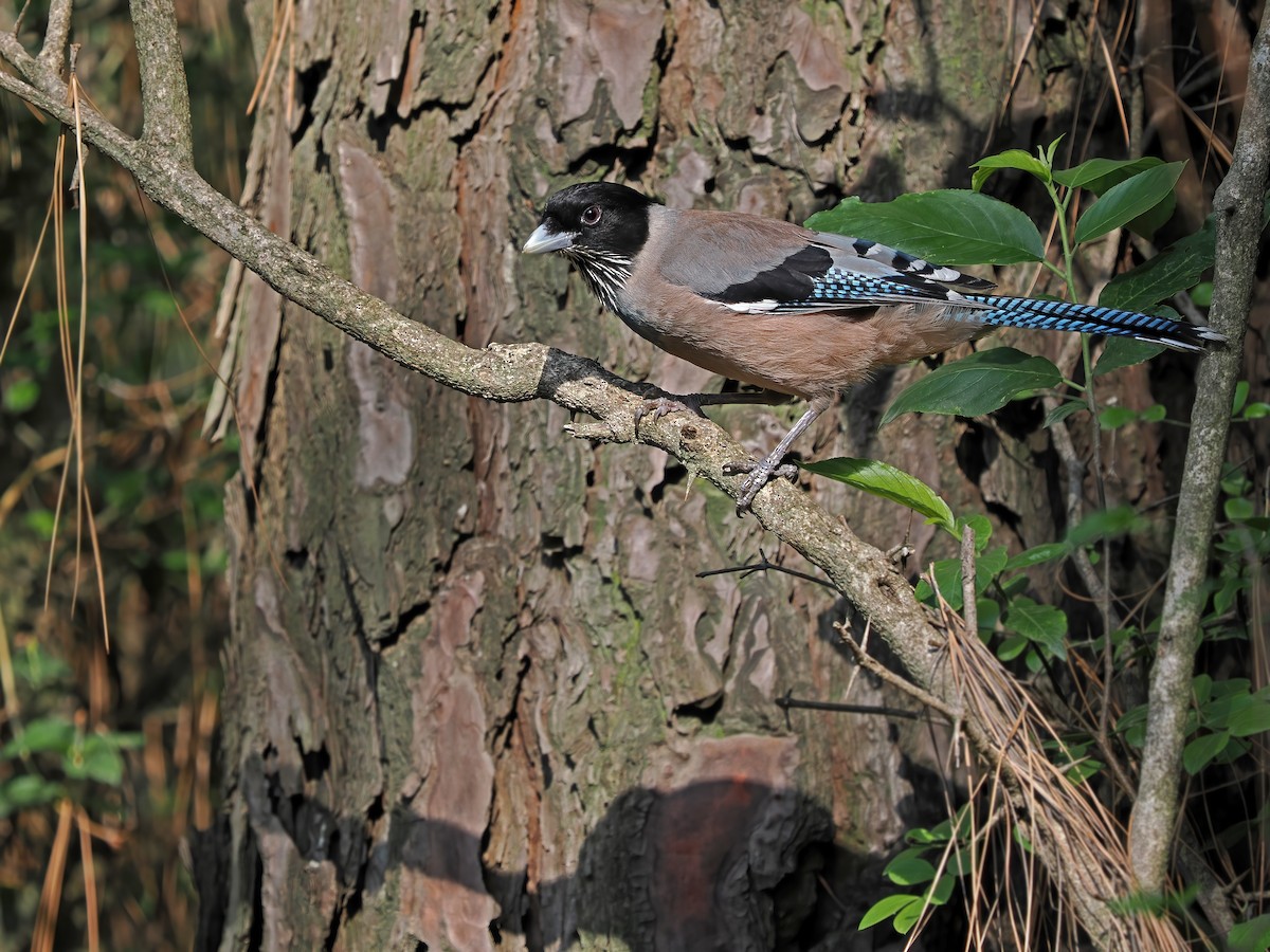 Black-headed Jay - ML612763295