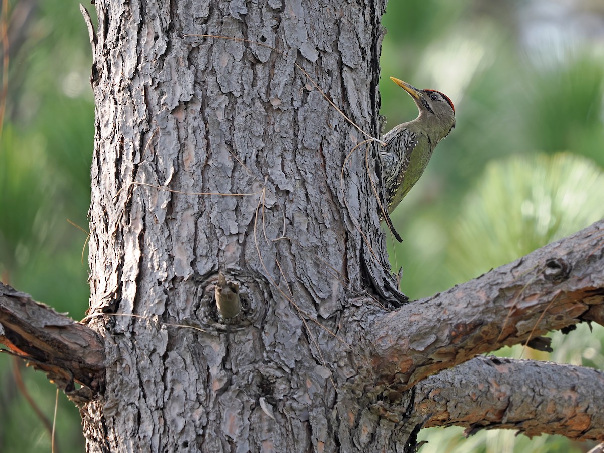 Scaly-bellied Woodpecker - ML612763351