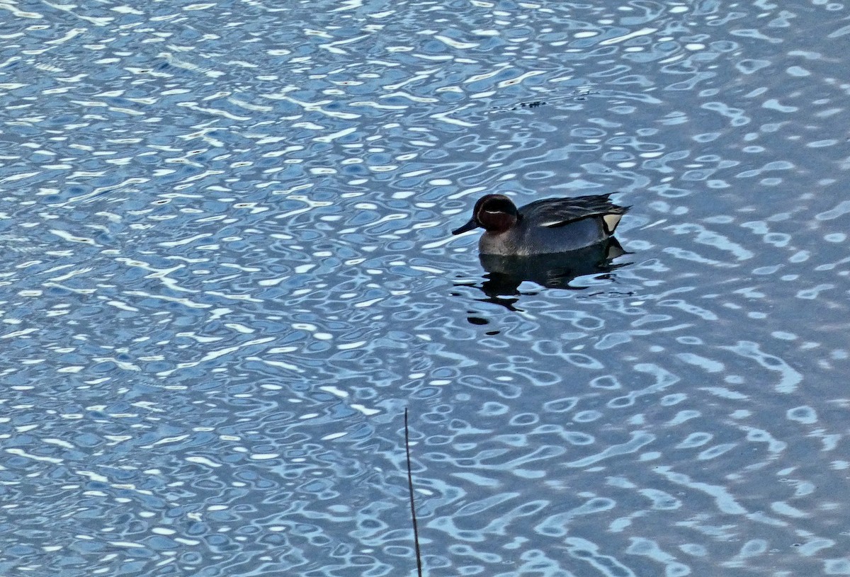 Green-winged Teal - ML612763378