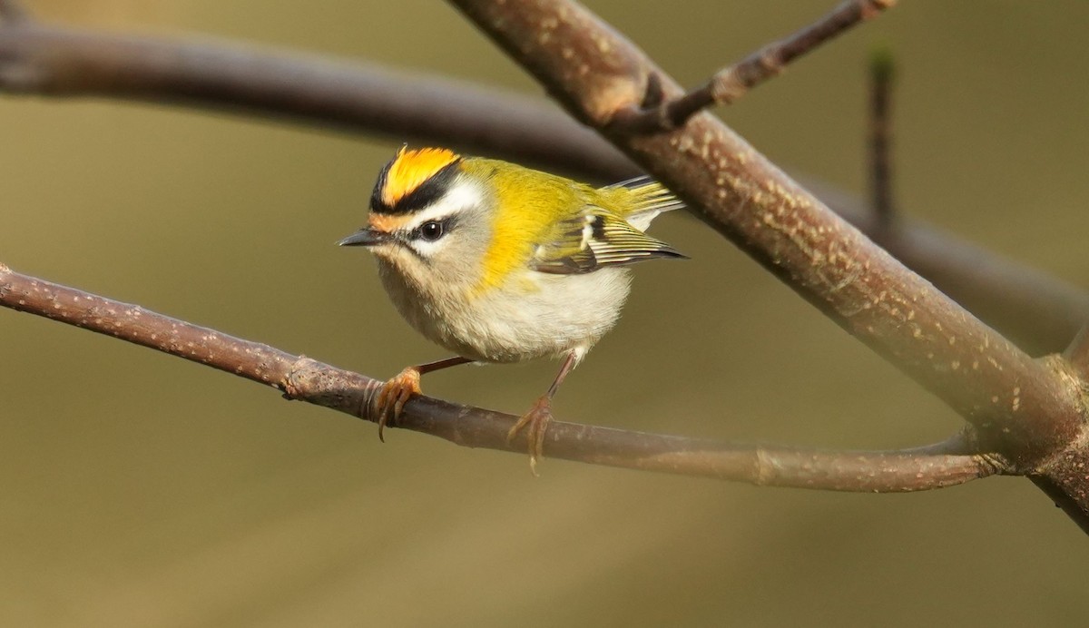 Common Firecrest - ML612763457