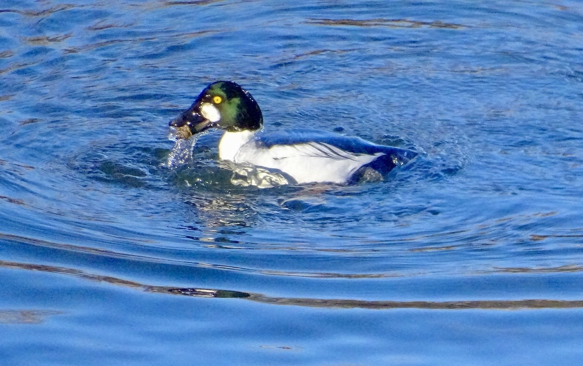 Common Goldeneye - ML612763489