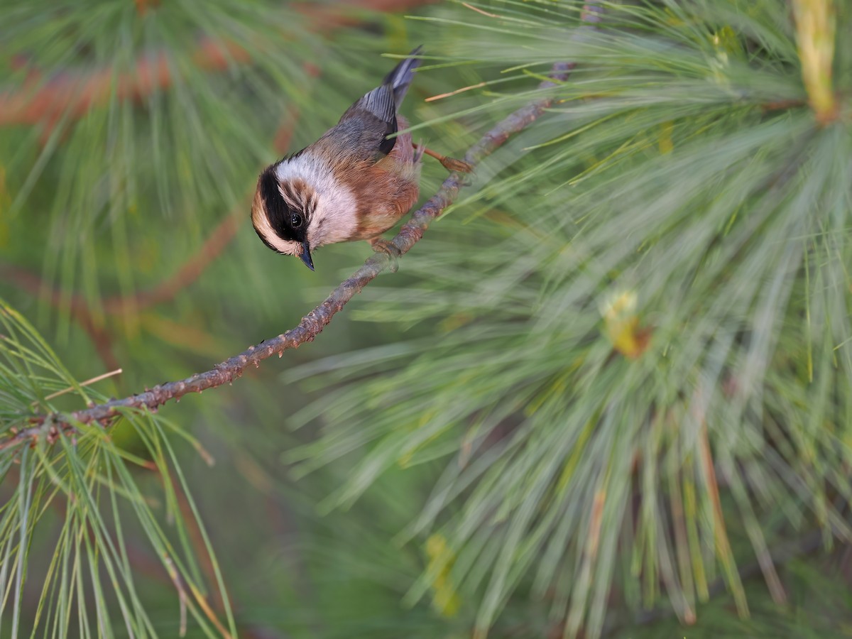 White-throated Tit - James Eaton