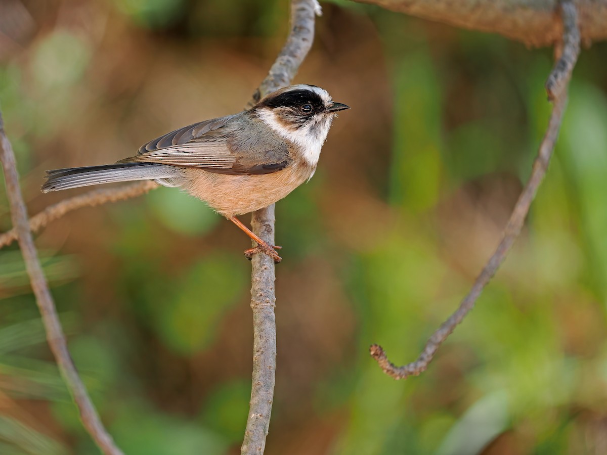 White-throated Tit - ML612763556