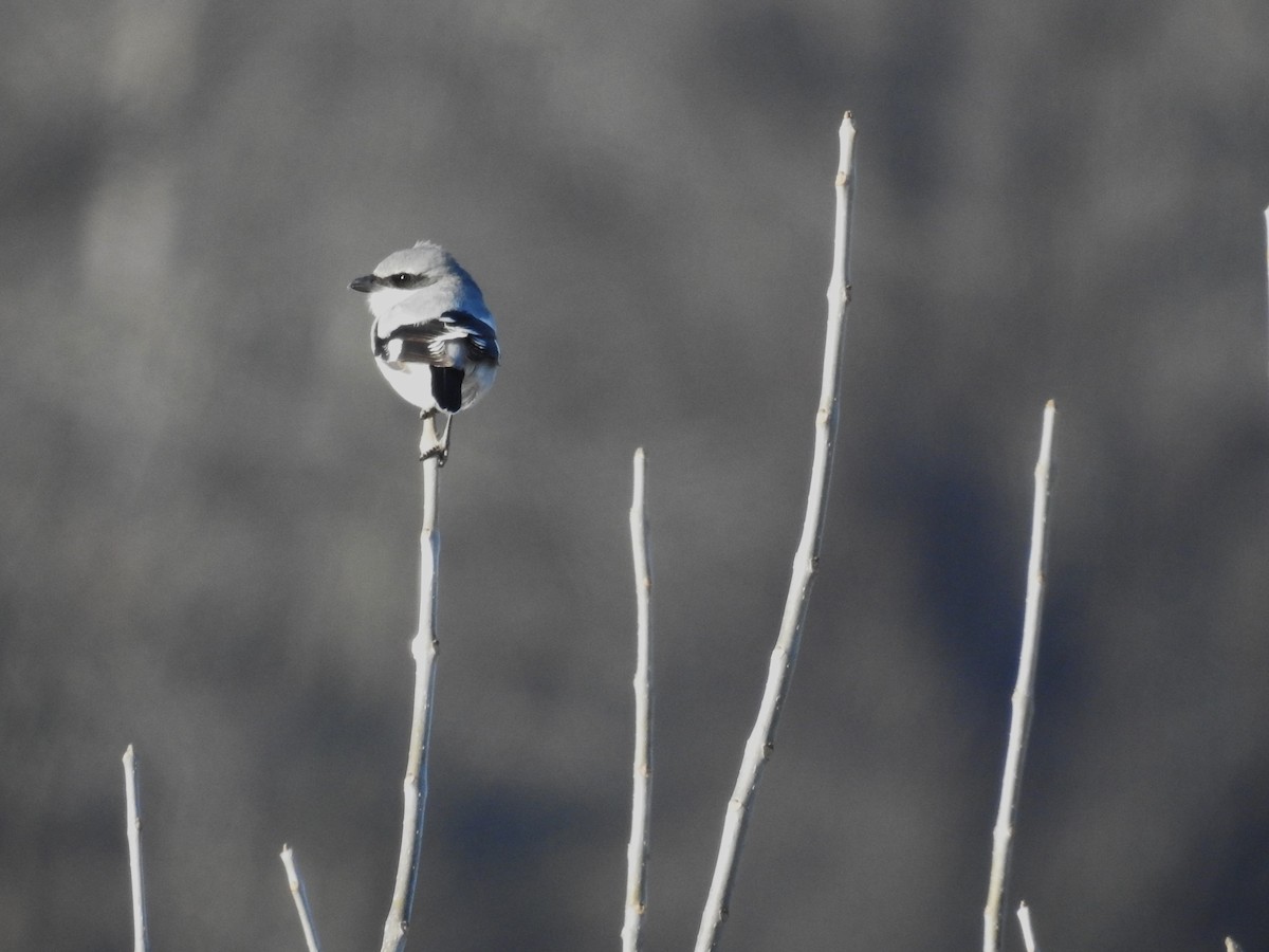 Loggerhead Shrike - Roger Massey