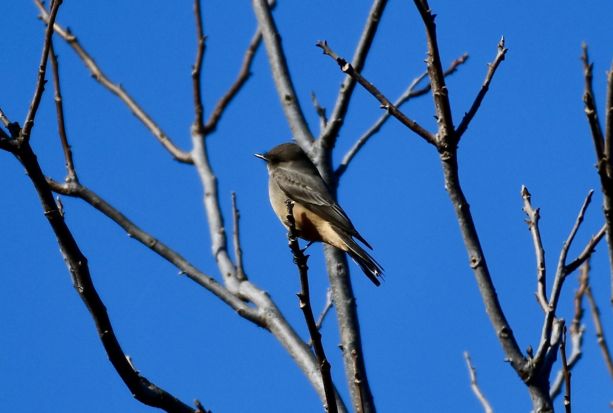 Say's Phoebe - ML612763730