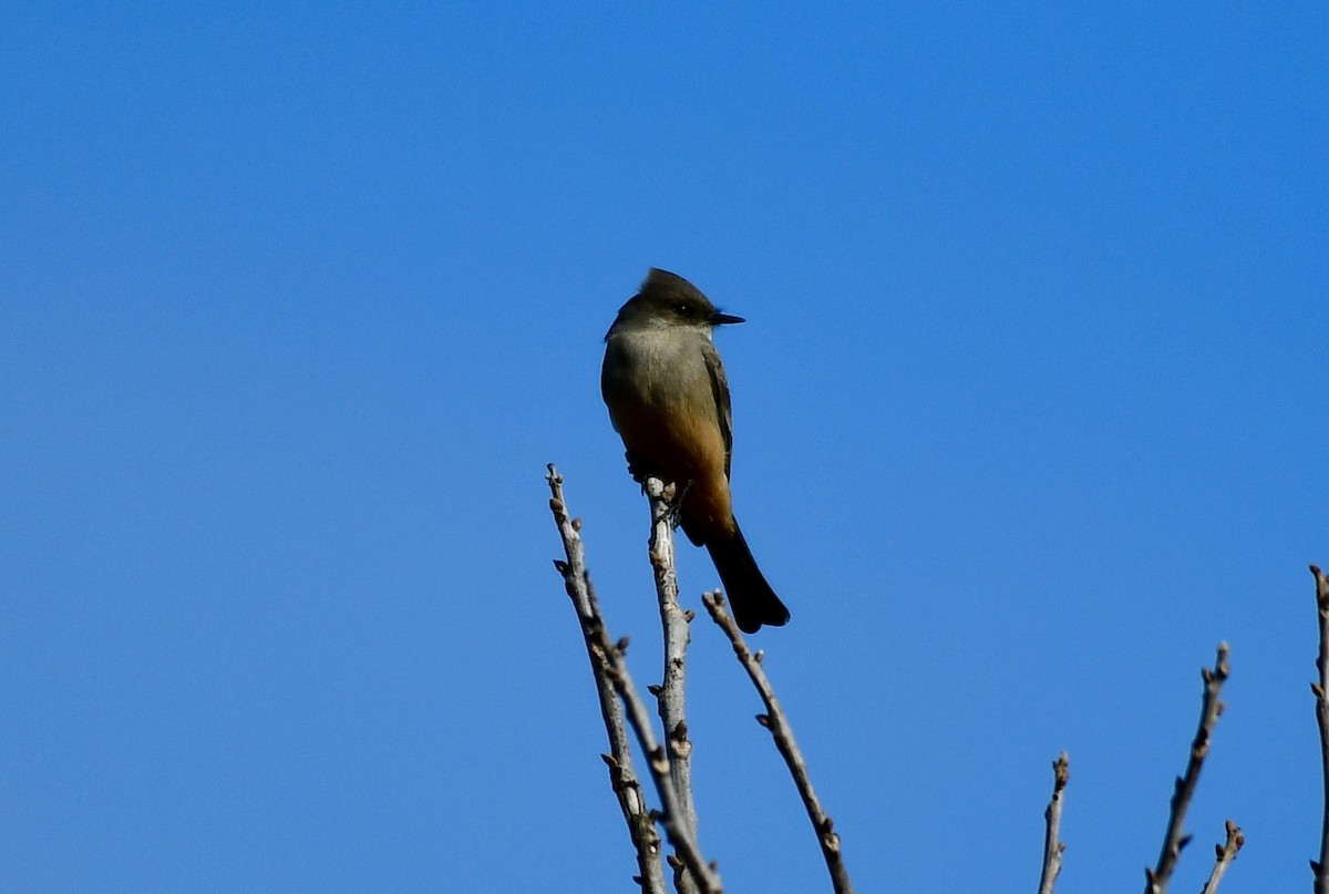 Say's Phoebe - ML612763733