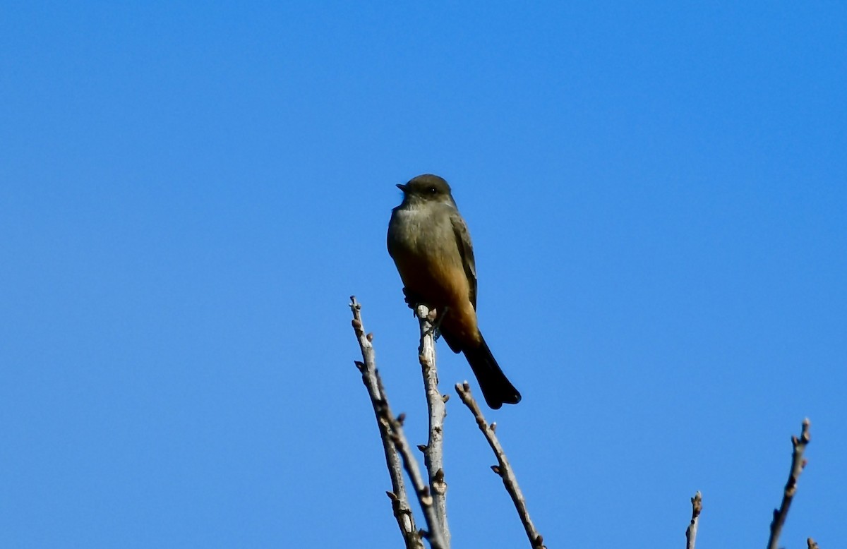 Say's Phoebe - ML612763736