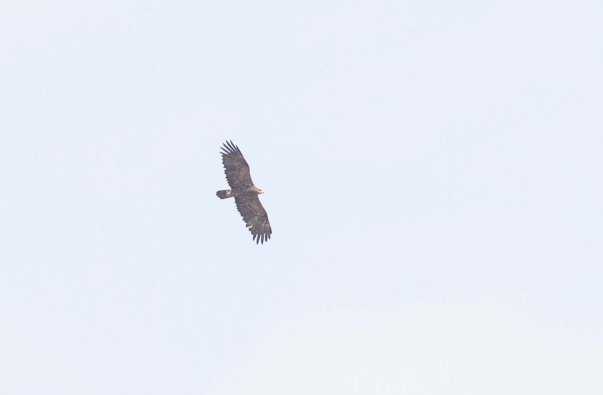 Águila Esteparia - ML612763744